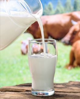 Dairy Dairy
